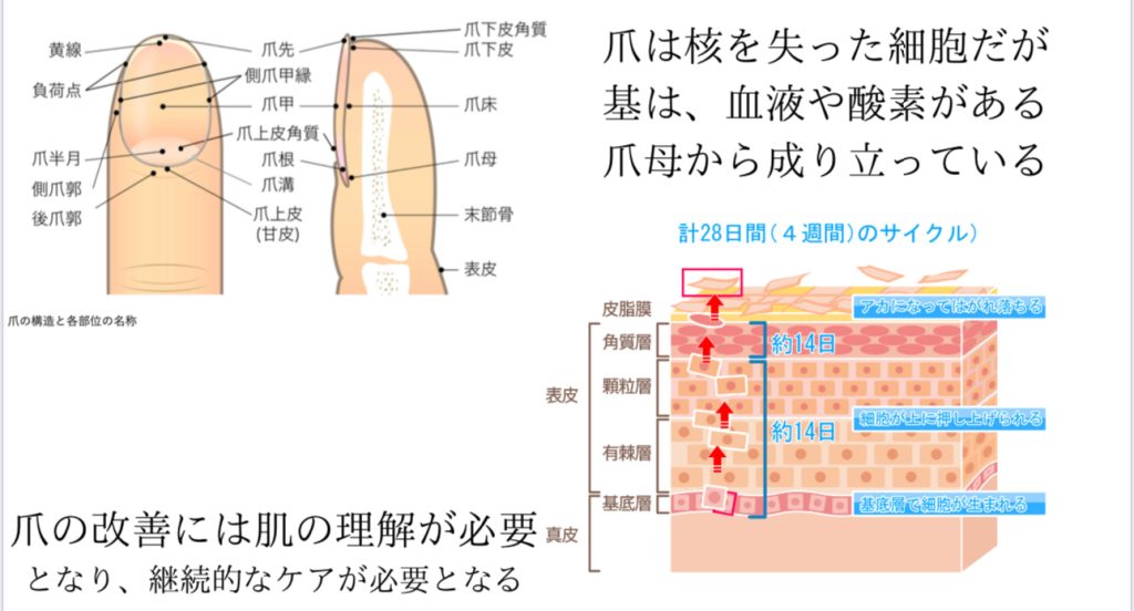 爪と肌のターンオーバーの図解